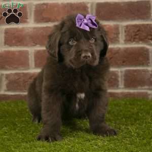 Ruby, Newfoundland Puppy